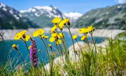 Origin of flowering plants